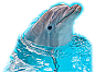 Dolphin-2 Cardboard Cutout Standup Prop